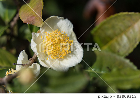 お茶の花 お茶の花 83809315