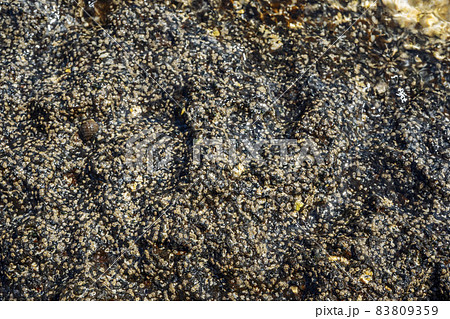 Close-up of volcanic stone beach rock with shells and barnacles on the water 83809359