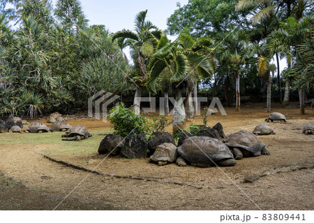 Giant turtles in tropical Island Mauritius at La Vanille Nature Park.  83809441