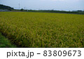 日本の風景　稲穂広がる田んぼ　熊本県合志市  83809673