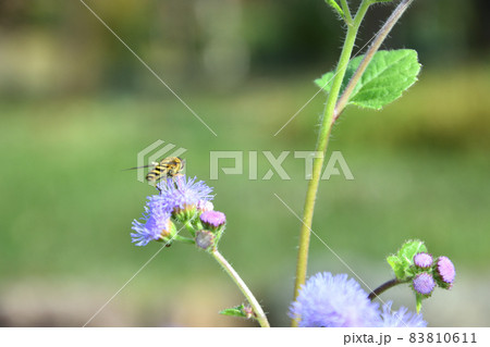 かわいい名脇役　アゲラタム 83810611