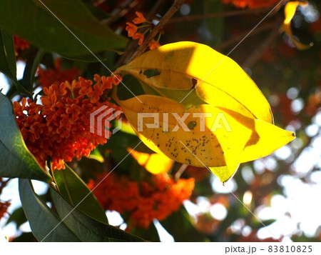 秋の日ざしの中の金木犀（朝日を浴びたキンモクセイの黄色い葉と花） 83810825