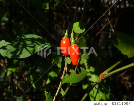 ナガバクコ ナガバクコ 83811007