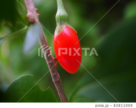 ナガバクコ ナガバクコ 83811009