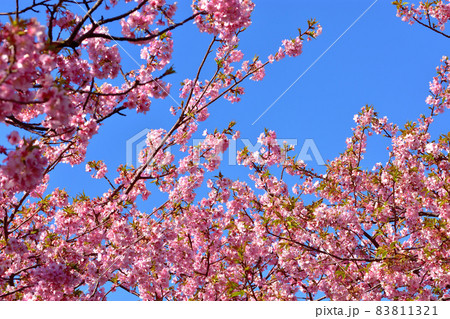 満開の河津桜 満開の河津桜 83811321