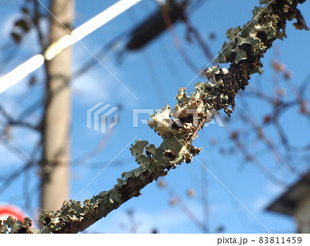 サルスベリの枝についたウメノキゴケ(秋空と朝日を浴びた梅の木苔) サルスベリの枝についたウメノキゴケ(秋空と朝日を浴びた梅の木苔) 83811459