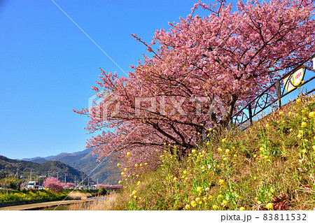 満開の河津桜 満開の河津桜 83811532