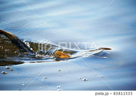 サケの遡上 サケの遡上 83811535