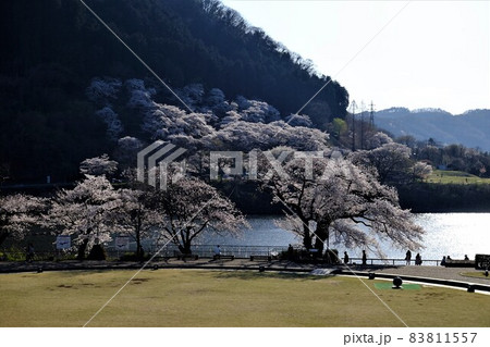 麗らかな春の公園　【相模原市津久井　3月】 83811557