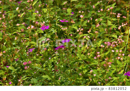 アサマフウロ　花 83812052