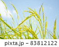 yellow green rice field on blue sky background 83812122