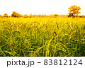 yellow green rice field on blue sky background 83812124