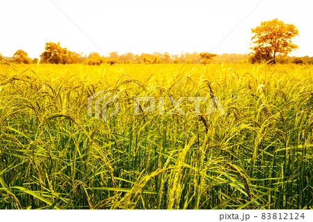 yellow green rice field on blue sky background 83812124