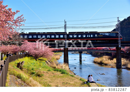 満開の河津桜 83812287
