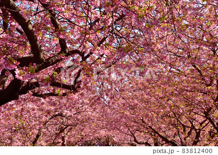 満開の河津桜 83812400