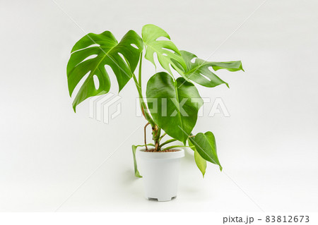 Monstera in a white pot isolated over white background. Monstera, Swiss Cheese Plant, Monstera deliciosa Liebm, Araceae. 83812673