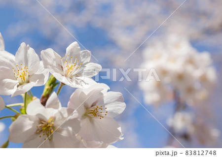 背景ボケの満開の桜 83812748