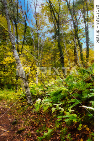 美しく紅葉した秋の裏磐梯・五色沼周辺 83813180