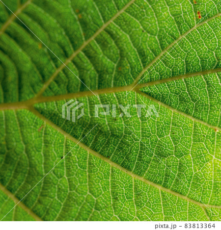 Texture of a green leaf as background 83813364