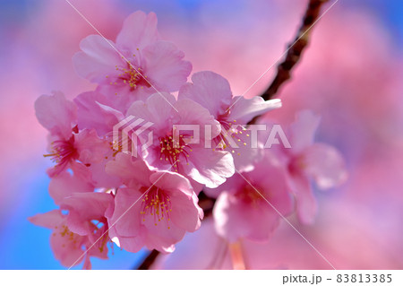 満開の河津桜 83813385