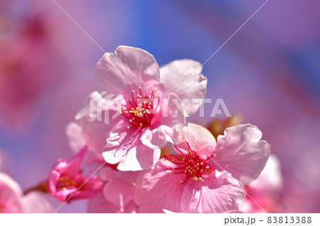 満開の河津桜 83813388