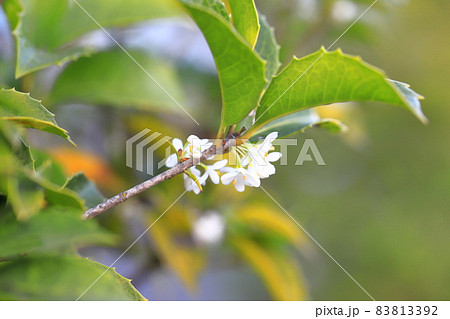 柊木犀（ヒイラギモクセイ）の小さな花 83813392