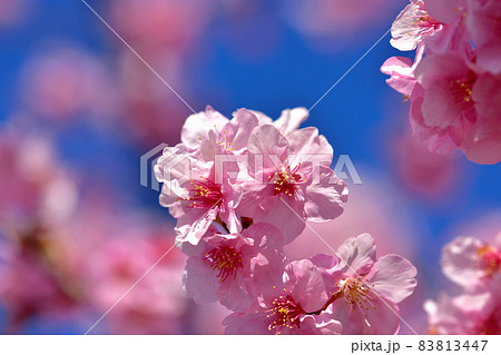 満開の河津桜 83813447