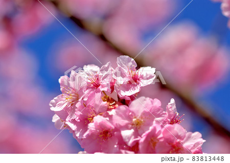 満開の河津桜 83813448