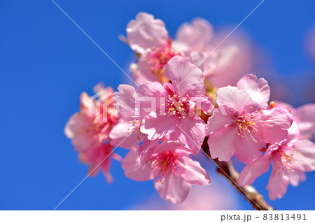 満開の河津桜 83813491