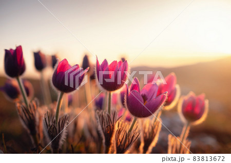 wild crocus flavus flower growing at sunset outdoors 83813672