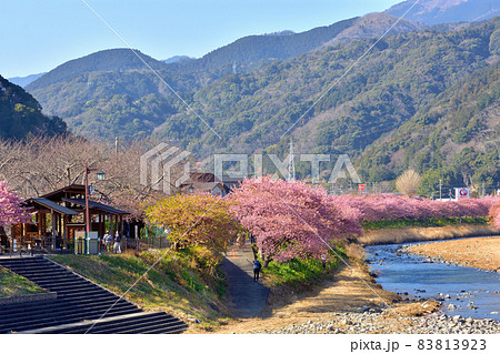 満開の河津桜 83813923