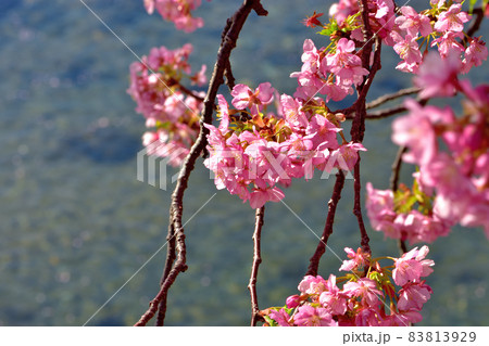 満開の河津桜 83813929