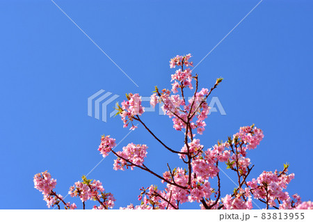 満開の河津桜 満開の河津桜 83813955