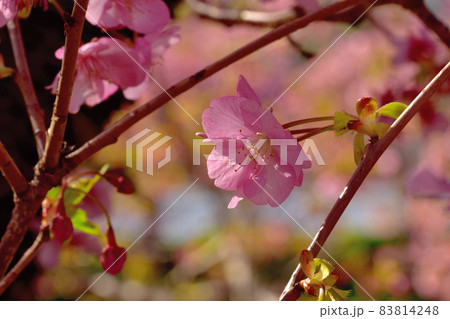 満開の河津桜 満開の河津桜 83814248