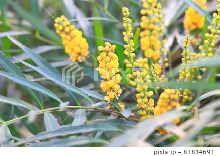 花を咲かせた細葉柊南天（ホソバヒイラギナンテン） 83814691