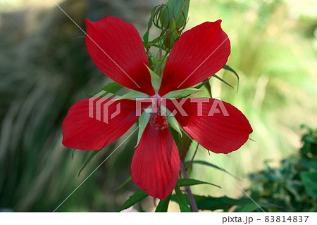 紅葉葵 モミジアオイの写真素材 8147