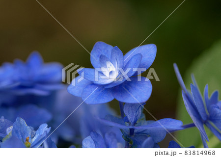 青い紫陽花 青い紫陽花 83814968