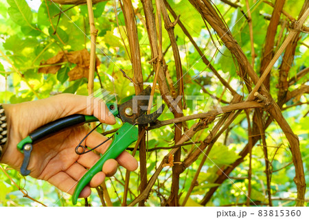 Pruning of a cultivar vine with garden secateurs in the autumn vineyard. Selective focus Pruning of a cultivar vine with garden secateurs in the autumn vineyard. Selective focus 83815360