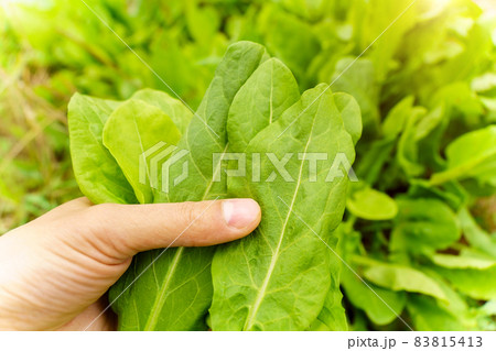 Fresh sorrel Rumex. Eco-friendly cultivation of vegetables. Selective focus 83815413