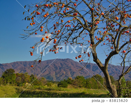 紅葉の二王子岳と柿の木のある風景 83815620