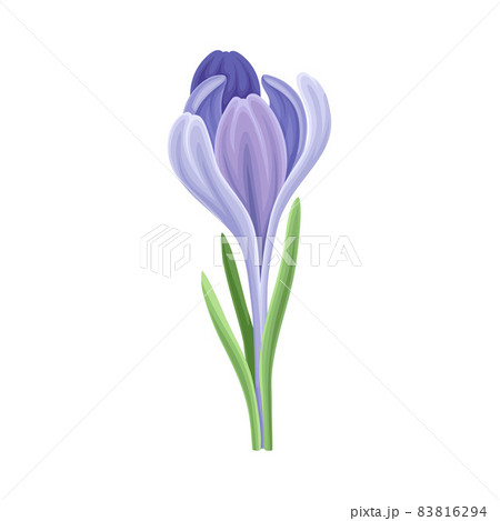 Blue Crocus Flower Or Delicate Blossom On Leafy のイラスト素材