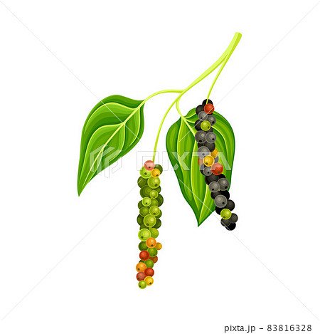 Pepper plant with leaves and unripe peppercorns. Natural organic herb spice design vector illustration 83816328