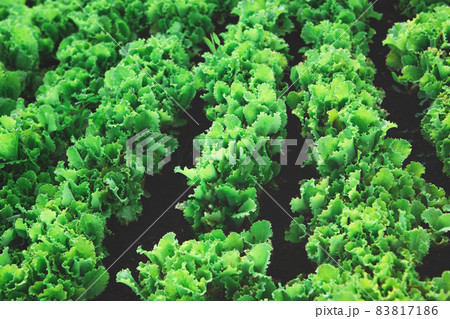 Rows of organic healthy green lettuce plants Rows of organic healthy green lettuce plants 83817186