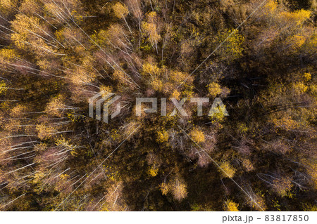 Aerial view of canopy of birch tree forest 83817850