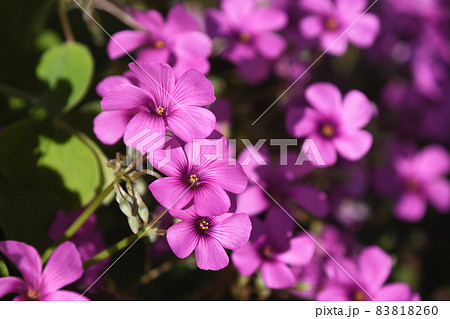 イモカタバミ(芋片喰) イモカタバミ(芋片喰) 83818260
