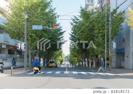カッパーク鷺沼入口交差点からの街路樹 カッパーク鷺沼入口交差点からの街路樹 83818572
