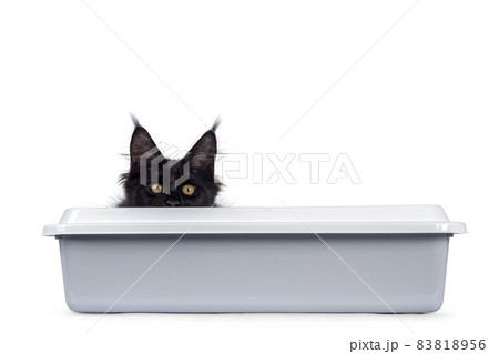 Black cat on white background 83818956