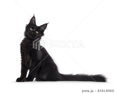 Black cat on white background 83818960