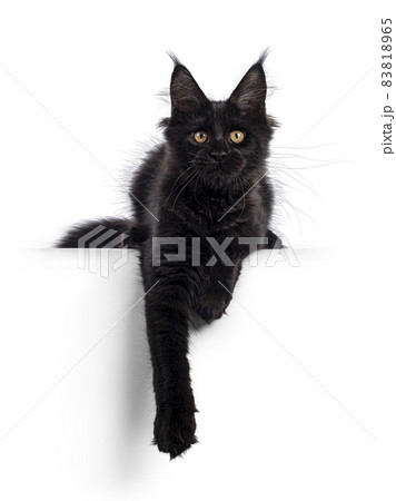 Black cat on white background 83818965