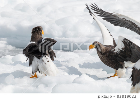 知床　冬 83819022